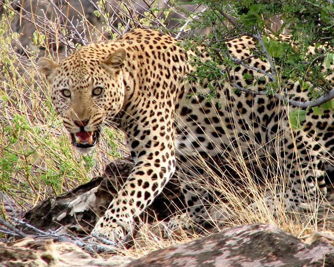 Big 5 Safaris