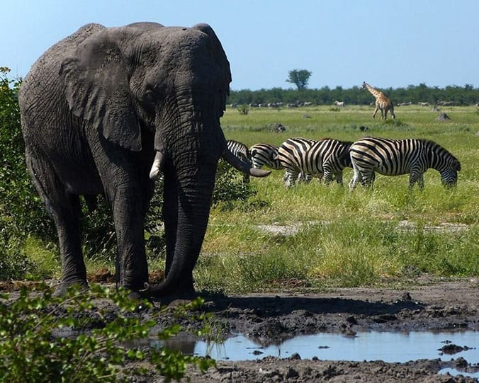 Botswana Wildlife