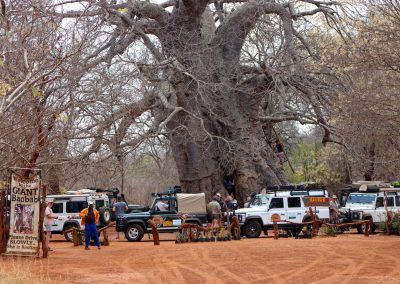 Ancient Giant Baobab Tree