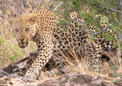 Leopard Sighting at Letaba Ranch