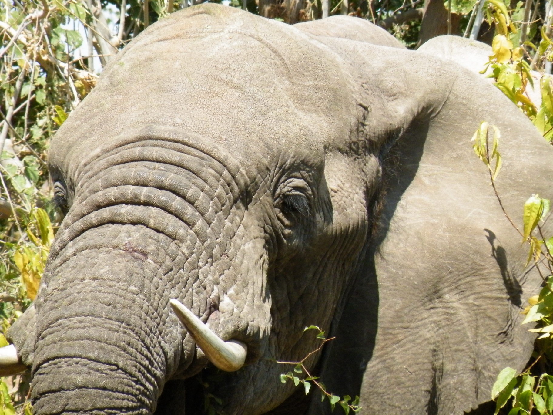 5 Day Botswana Safari to the Magical Tuli Wilderness
